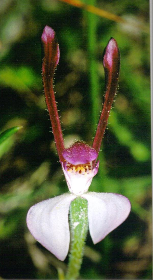 Leptoceras menziesii